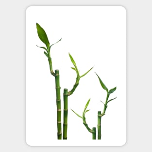 Bamboo Sticker